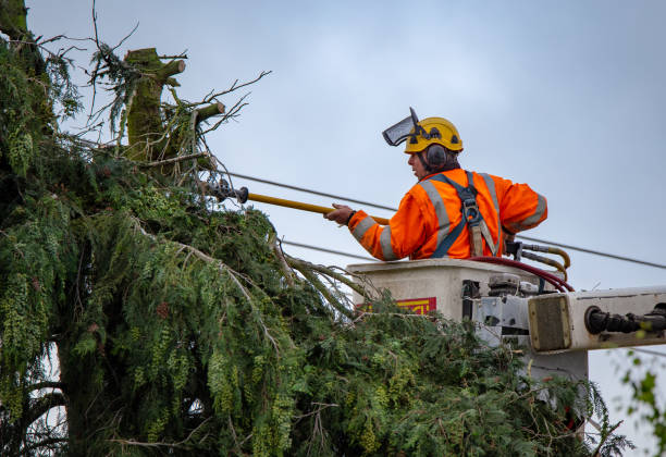 Best Tree Disease Treatment  in Eagle Lake, MN
