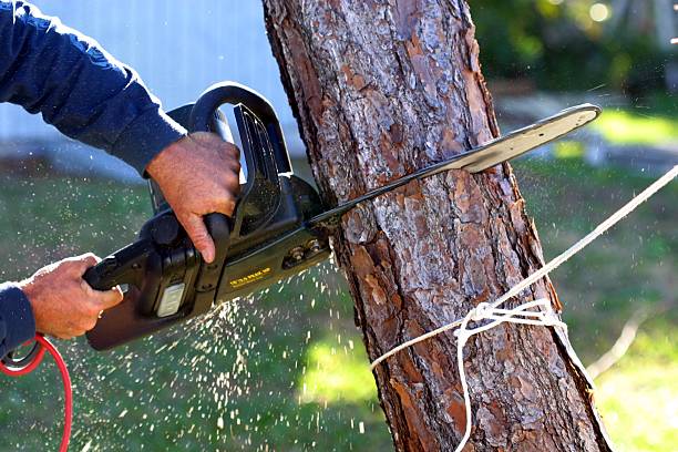 Professional Tree Care in Eagle Lake, MN